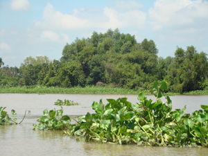 Green Day: Crunch plantation in Phu An