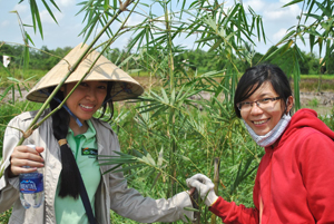 Green Day: Crunch plantation in Phu An in Vietnam