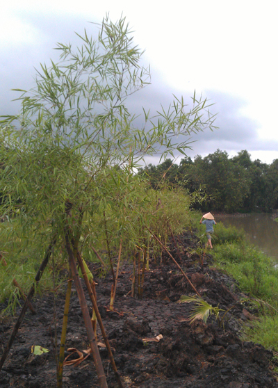 Green Day: Crunch plantation in Phu An in Vietnam