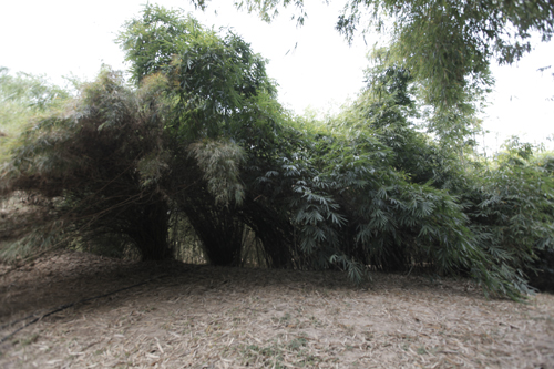 Bamboo in Phu An Bambou village in Vietnam