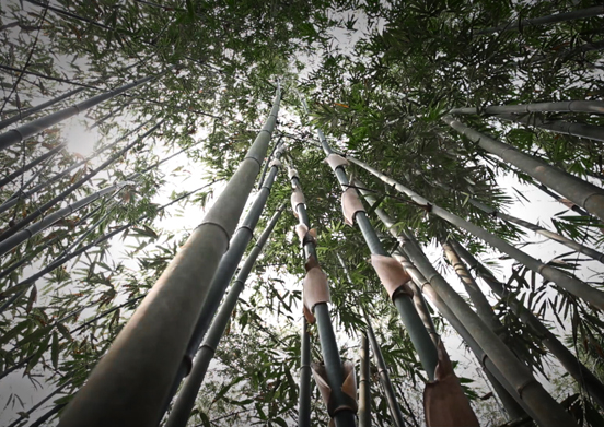 Bamboo in the sky in Vietnam