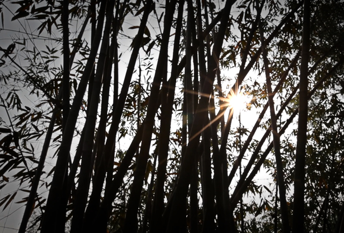 Bamboo in the sun in Vietnam