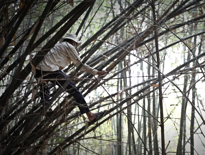 A worker from Phu An cutting bamboo